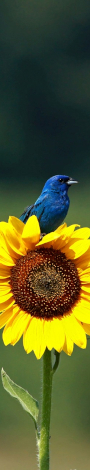 Indigo Bunting Bird on Sunflower