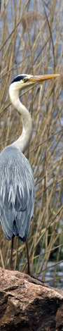 Blue Heron