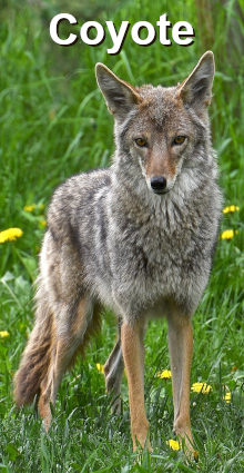 Coyote