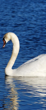 Swan