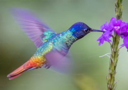 BIRD