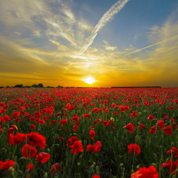 Field of Poppies